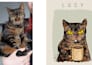 draw your cat portrait drinking coffee